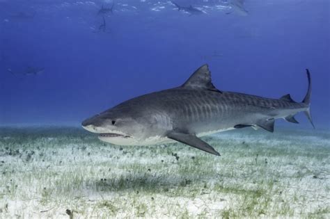 Boy, 16, decapitated by shark in horror attack as ‘big’ beast .